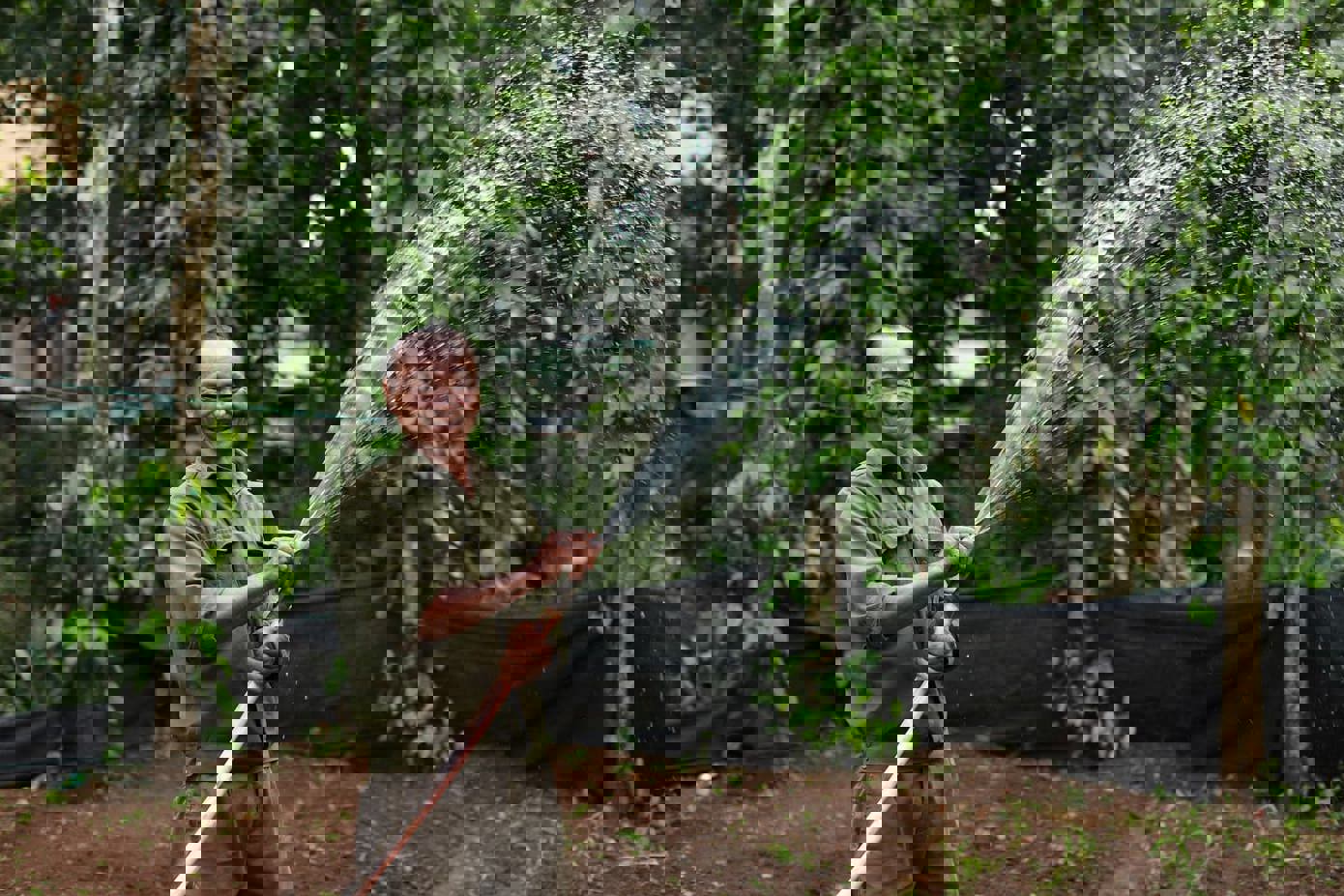 Những gốc tiêu đã dần xanh trở lại sau những tháng ngày khô hạn, báo hiệu một mùa vụ tốt tươi và khơi dậy quyết tâm ổn định, phát triển kinh tế của các hộ gia đình địa phương.